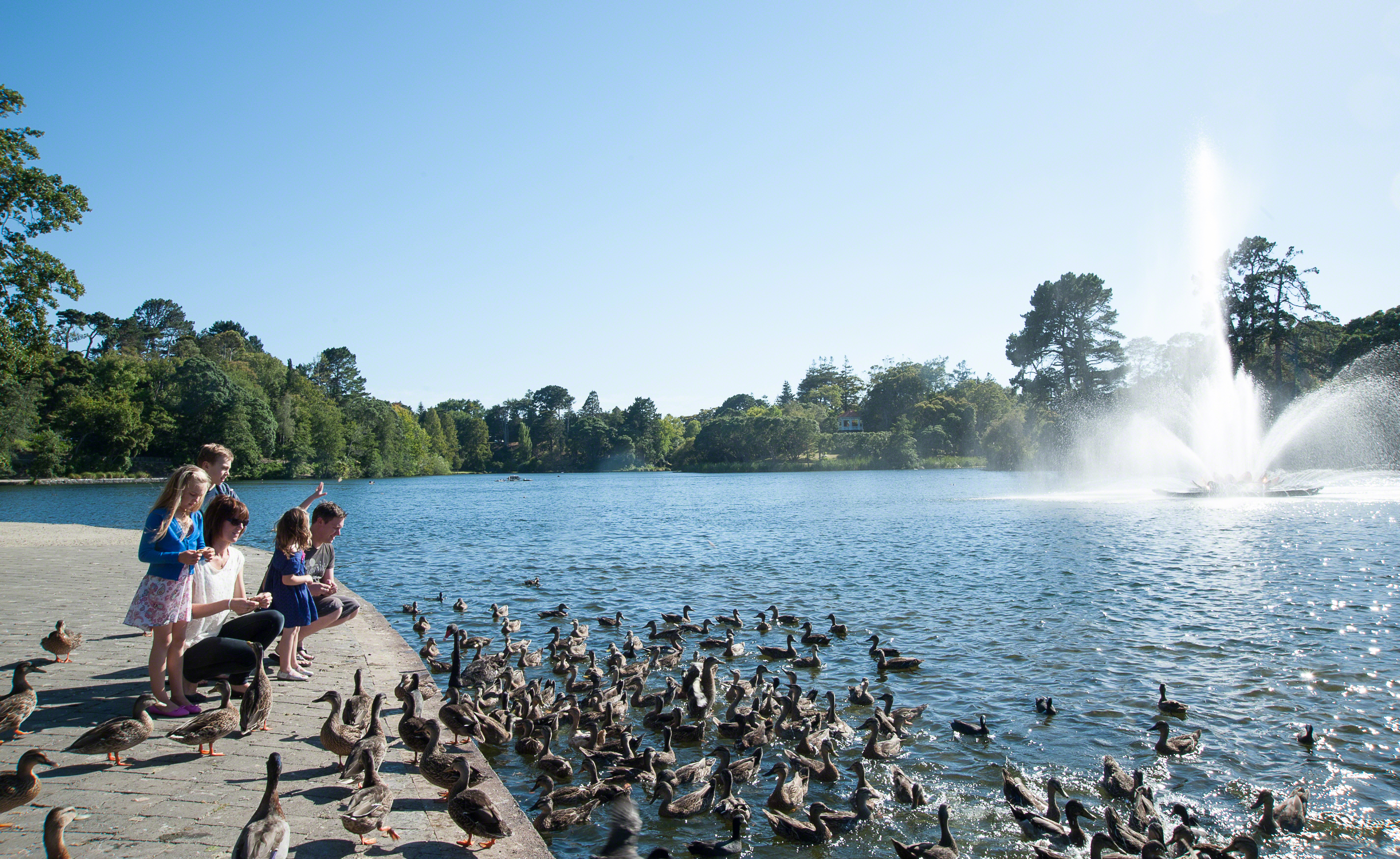 virgina-lake-feeding-ducks.jpg